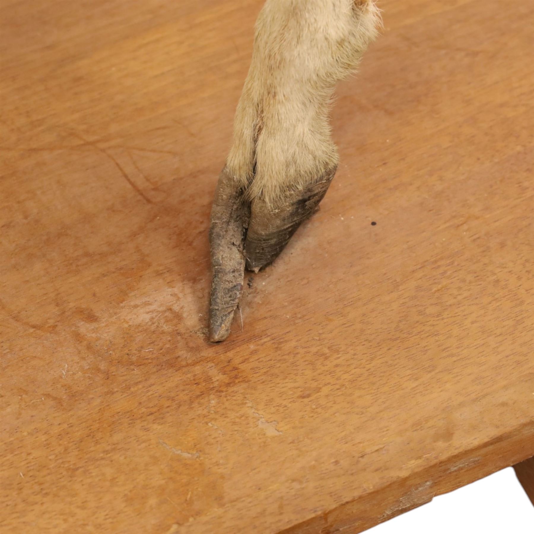 Taxidermy - Mouflon Ram (Ovis gmelini), full adult male mount on open display with front legs raised on naturalistic stand, on raised wooden base, overall W110cm H118cm 