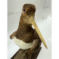 Taxidermy; Oystercatcher (Haematopus ostralegus), stoop upon driftwood upon a stepped wooden base, H35cm 