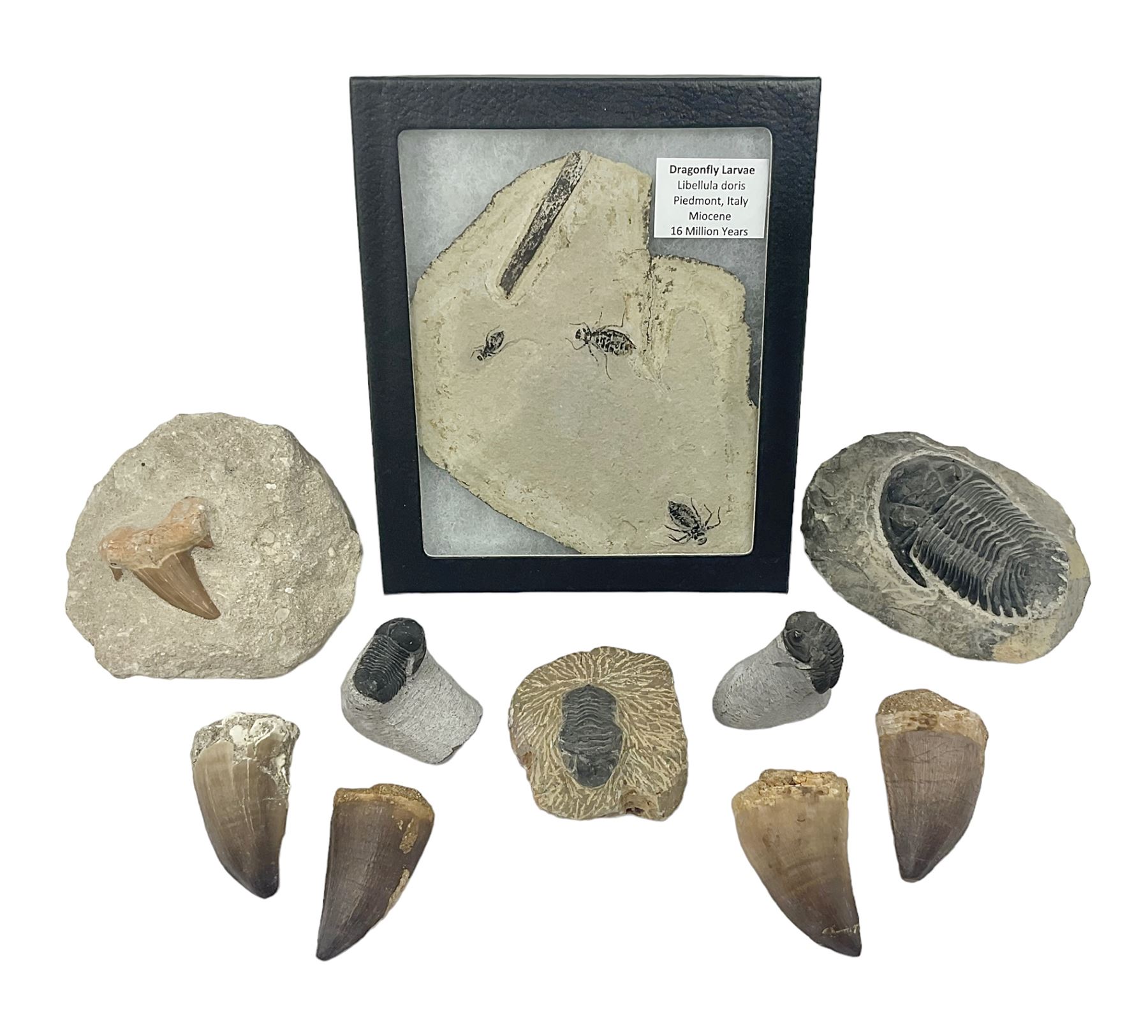 Dragonfly larvae (Libellula doris), together with four Mosasaur teeth, four trilobites (Crotalocephalina gibba) and one other tooth