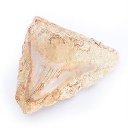 Megalodon (Otodus Megalodon) tooth fossil, with fine serrations, in matrix age; Miocene pe...