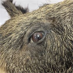 Taxidermy: European Wild Boar (Sus scrofa), adult male shoulder mount looking straight ahead mouth agape, mounted upon a wooden shield, D52cm