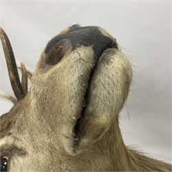 Taxidermy: Red Deer (Cervus elaphus), adult male imperial stag shoulder mount looking straight ahead, eleven point antlers, mounted upon a shaped wooden shield, D65cm