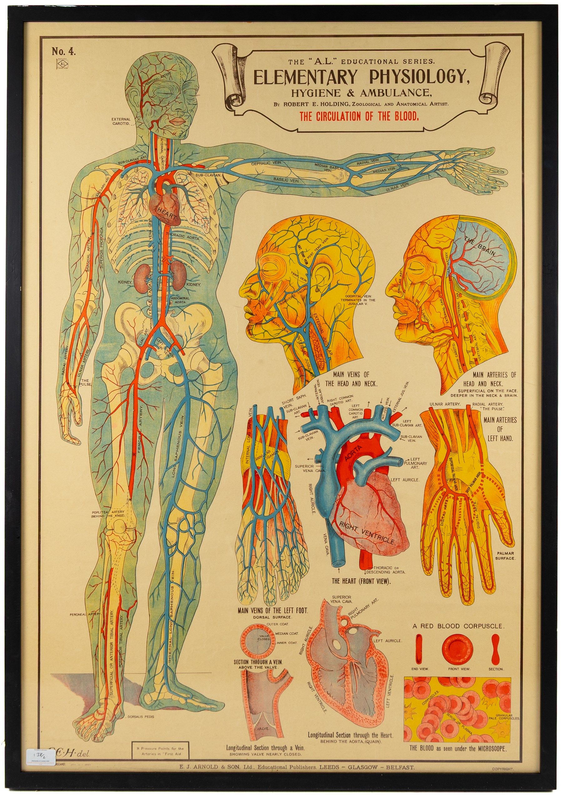 Complete set of eight 'AL Educational Series Elementary Physiology Hygiene and Ambulance' medical posters by Robert R Holding (Zoological and Anatomical artist), published by E J Arnold & Son Ltd of Leeds, Glasgow and Belfast, all framed