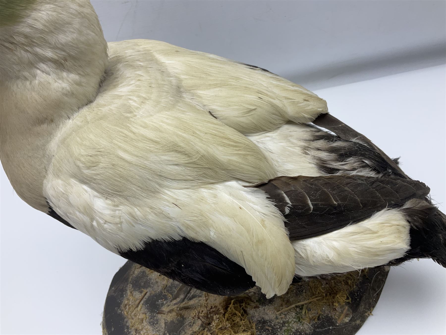 Taxidermy: Common Eider (Somateria Mollisima), full mount drake, upon an oval base, decorated with oyster shells, H42cm
