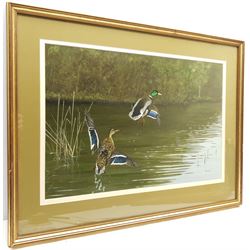 Rex Flood (British 1928-2009): Mallards Rising, oil on board signed 34cm x 52cm