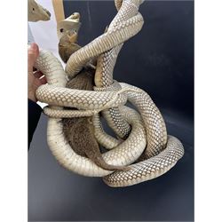 Taxidermy; Mongoose (Herpestidae) fighting three Indian cobras (Naja naja), the cobras entwined around an adult mongoose, H27cm