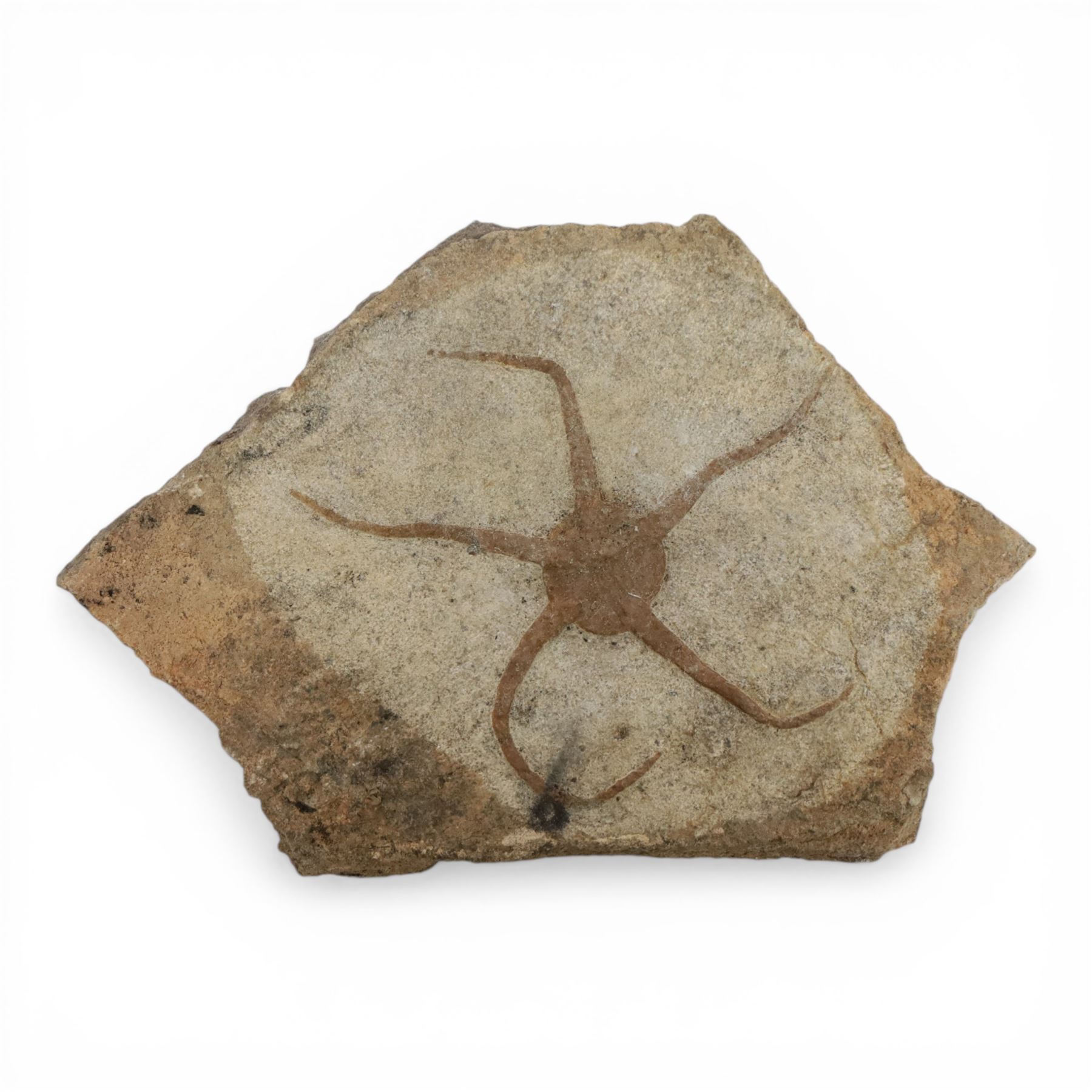 Five starfish fossils, comprising Lapworthura sp age; Ordovician period, location Dorset England, Lapworthura miltoni, age; Silurian period location; Ludlow Shropshire, England, Ophuriodea sp age; Ordovician period, location; Atlas Mountain Morocco, Asteroid sp. age; Ordovician period, location Atlas Morocco and Ophioderma egertoni, age; Jurassic period, location; Dorset Coast England  