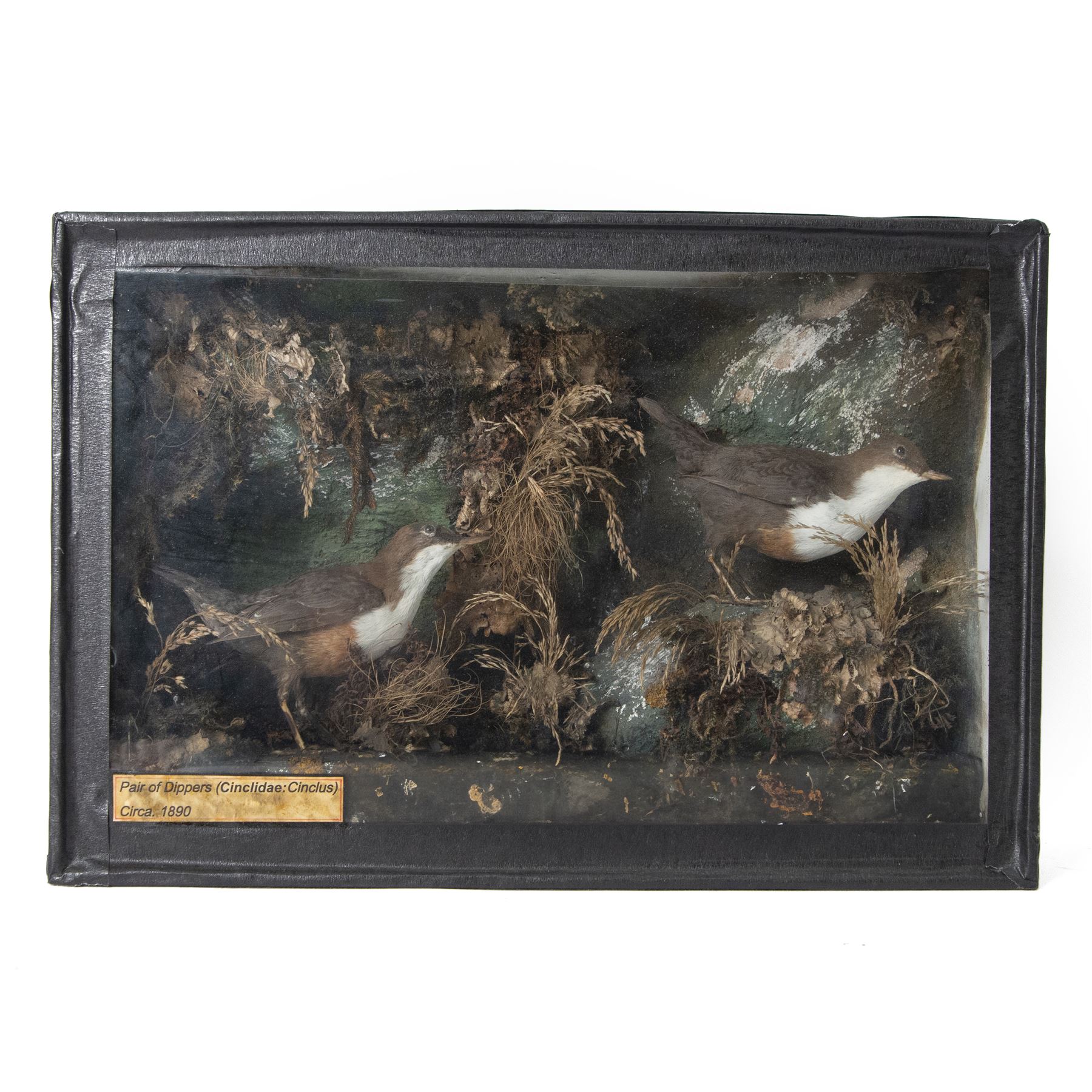 Taxidermy: Pair of Victorian White-throated Dippers (Cinclus cinclus), circa 1890, pair of full adult mounts, amidst a natural setting, encased with an ebonised single glass display case, H31cm, L45cm