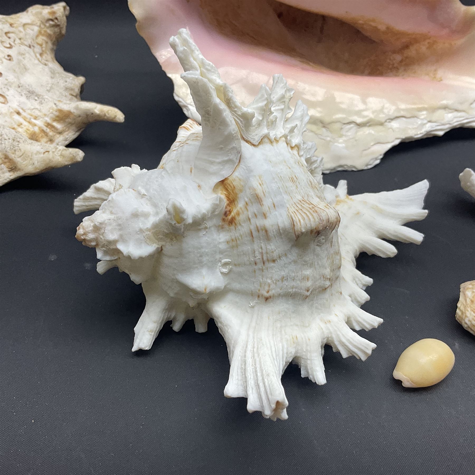 Conchology: selection of conch shells, to include horned examples, largest H17cm, L24cm