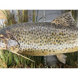Taxidermy: Brown trout (Salmo trutta), preserved by John Cooper & Sons, 28 Radnor Street, St Luke's, London, skin mount set above a pebbled river bed with reeds and grasses, set against blue painted back drop, inscription to the back drop 'Trout caught by Rev R.S. Ricketts at Kirkham Bridge July 1st 1890, artificial fly, weight 1.5lb', L50cm H26cm 