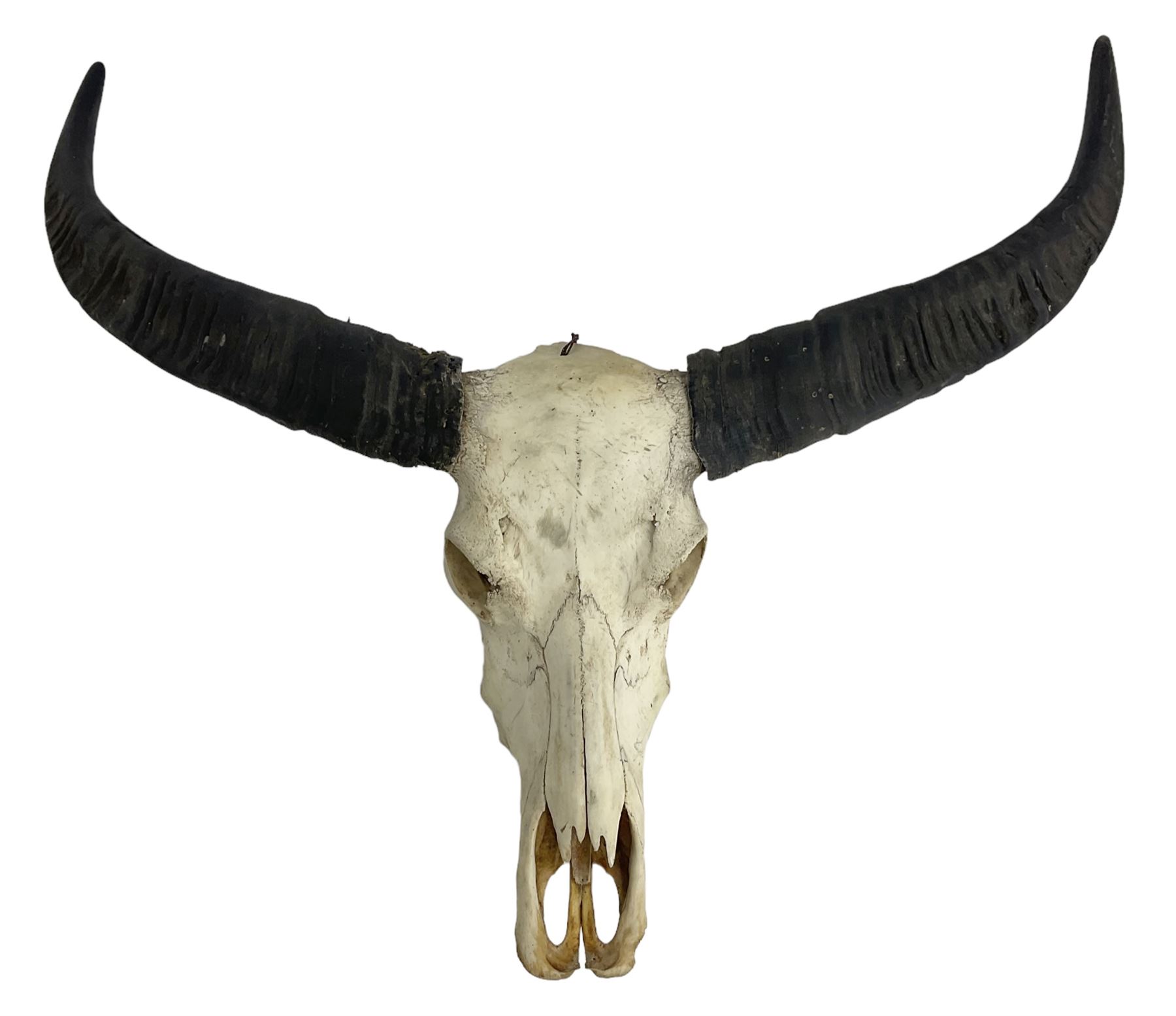 Skulls/Horns Asian Wild Water Buffalo (Bubalus arnee), set of young