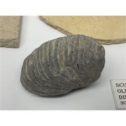 Two Scutella echinoids in a matrix, age; Oligocene period, location; Dinan France, together with a trilobite in matrix, and three other fossils  