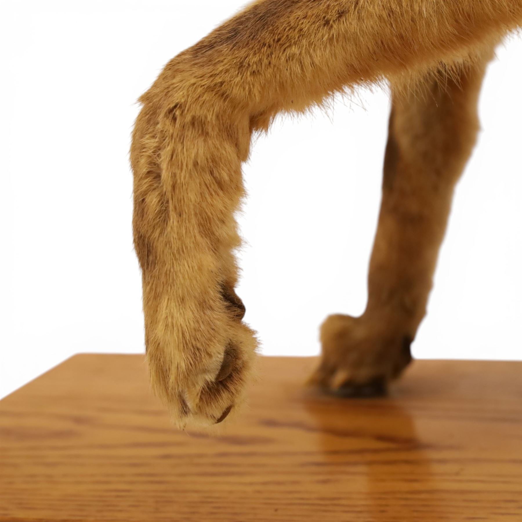 Taxidermy - Fox (Vulpes vulpes), full male adult mount on open display, with raise paw, upon wooden base, base W70cm