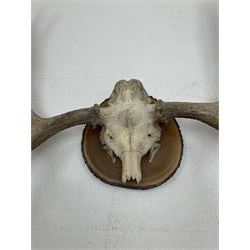 Antlers/Horns: North American Moose Antlers (Alces alces), adult bull moose antlers upon tree section plaque, overall approximately H95cm L135cm