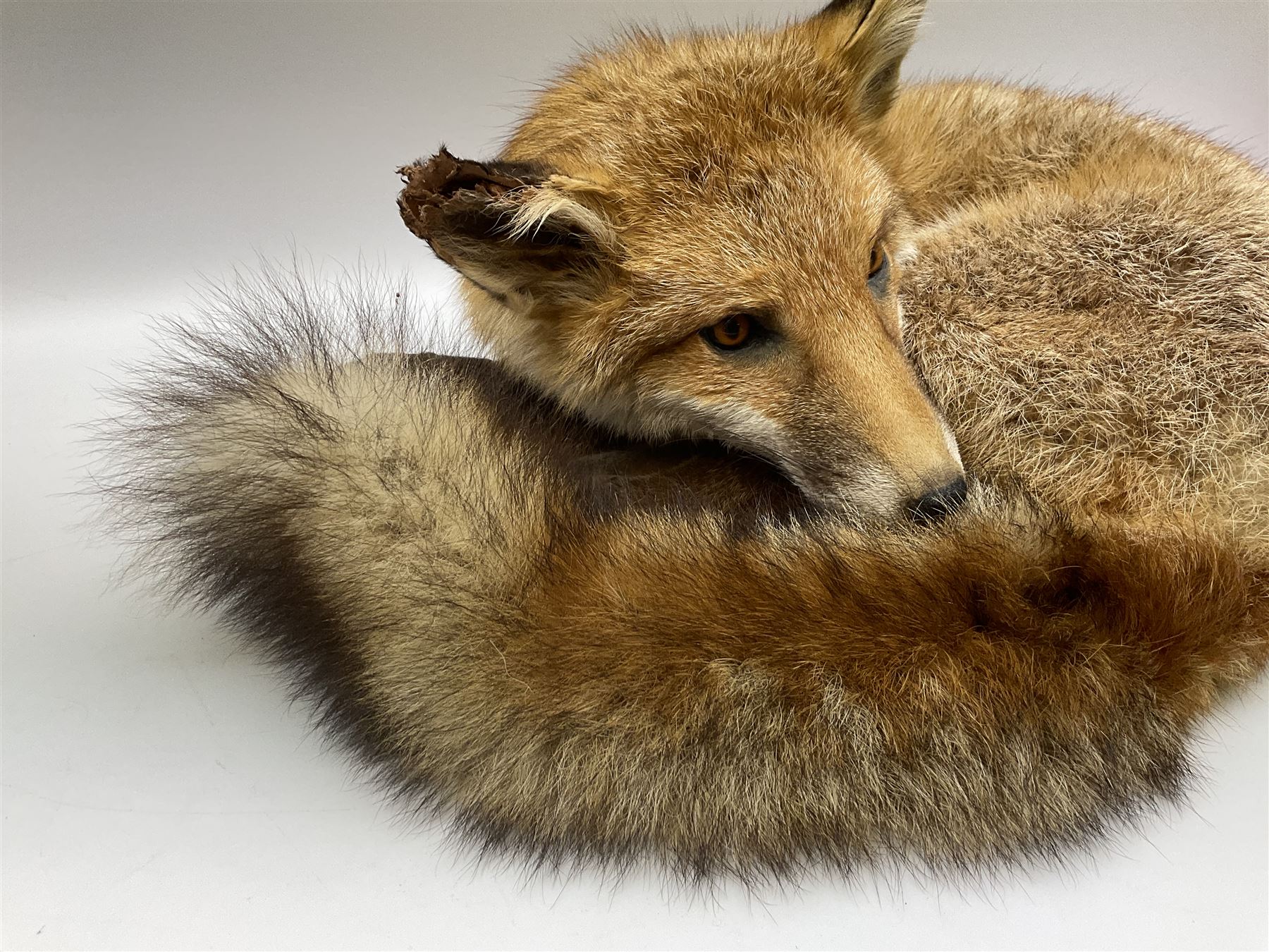 Taxidermy: Fireside red fox (Vulpes vulpes), a full mount adult fox in recumbent position, L44cm. 