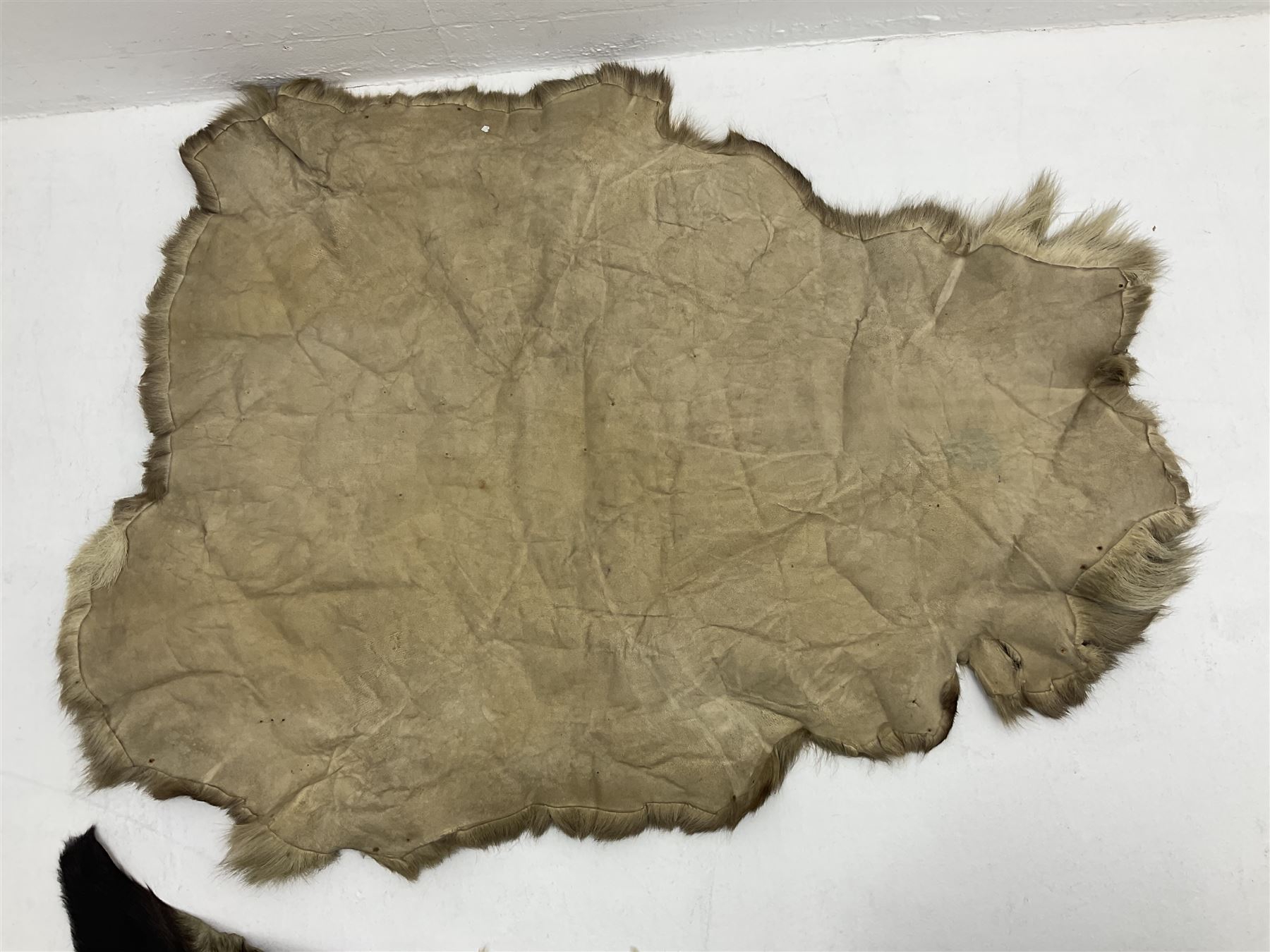 Taxidermy; Goat (Capra aegagrus hircus) pelt and deer (Cervidae) pelt, largest example L127cm