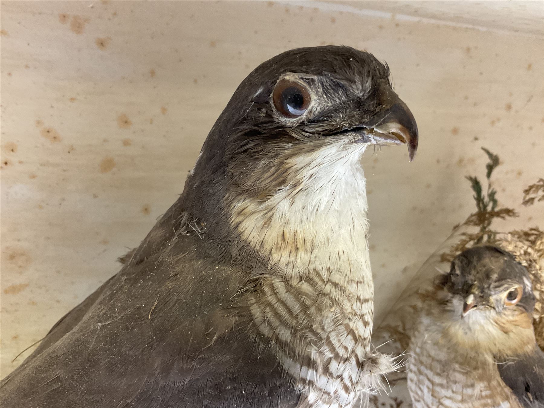 Taxidermy; Victorian cased pair of Sparrowhawks (Accipiter nisus), male and female full mounts, on a naturalistic setting, encased within an ebonised single pane display case, H40, W47cm, D19.5cm