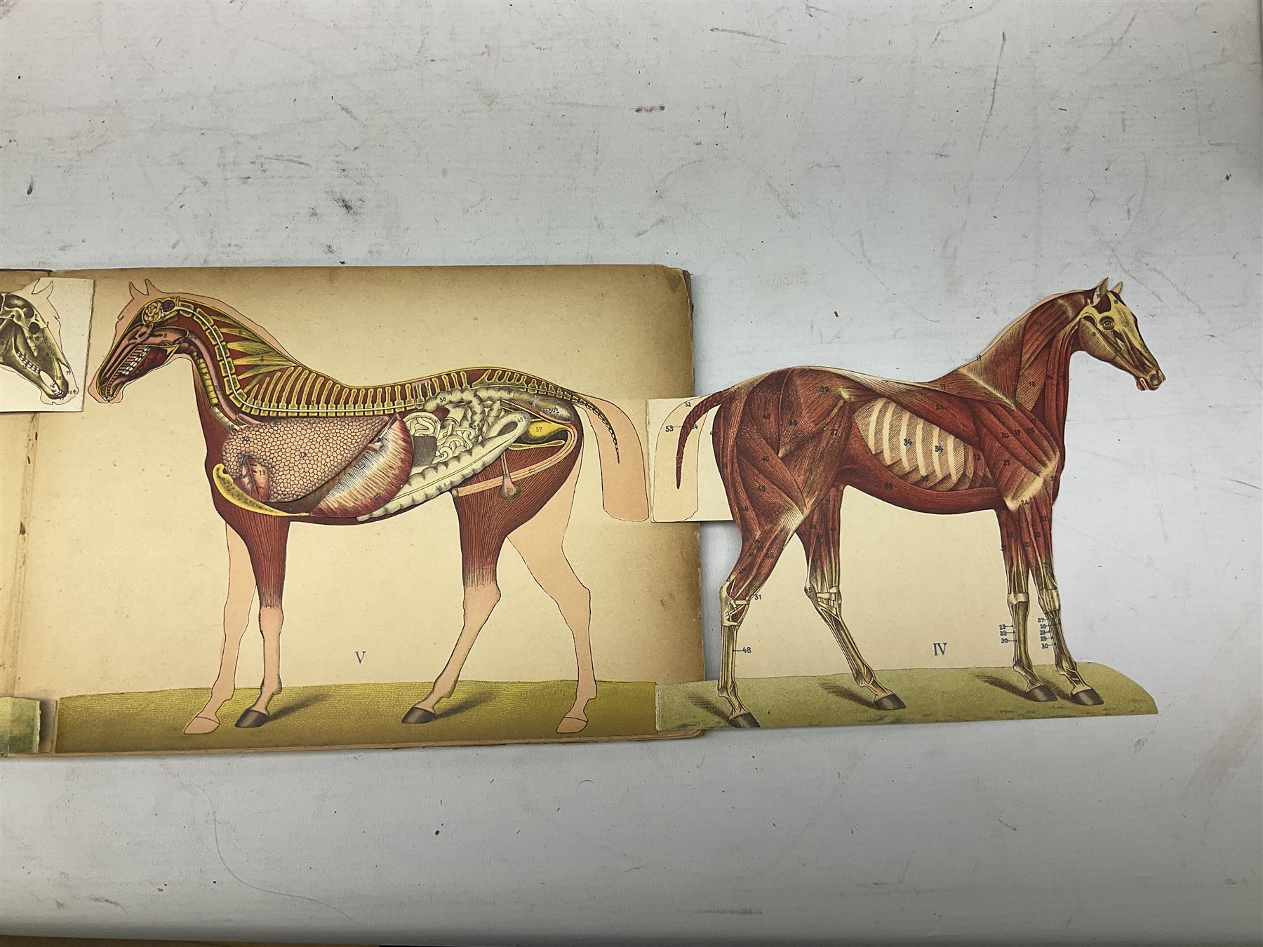 A. Schwarz, The Horse; Its External and Internal Organisation, An Illustrated Representation and Brief Description, Revised and Edited by George Fleming, London, George Philip & Son, with fold out anatomical plates