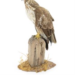 Taxidermy: European Honey Buzzard (Pernis apivorus), full adult mount adult perched atop a fence post, amidst a naturalistic setting on a wooden base, H65cm