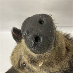 Taxidermy: European Wild Boar (Sus scrofa), adult male shoulder mount looking straight ahead