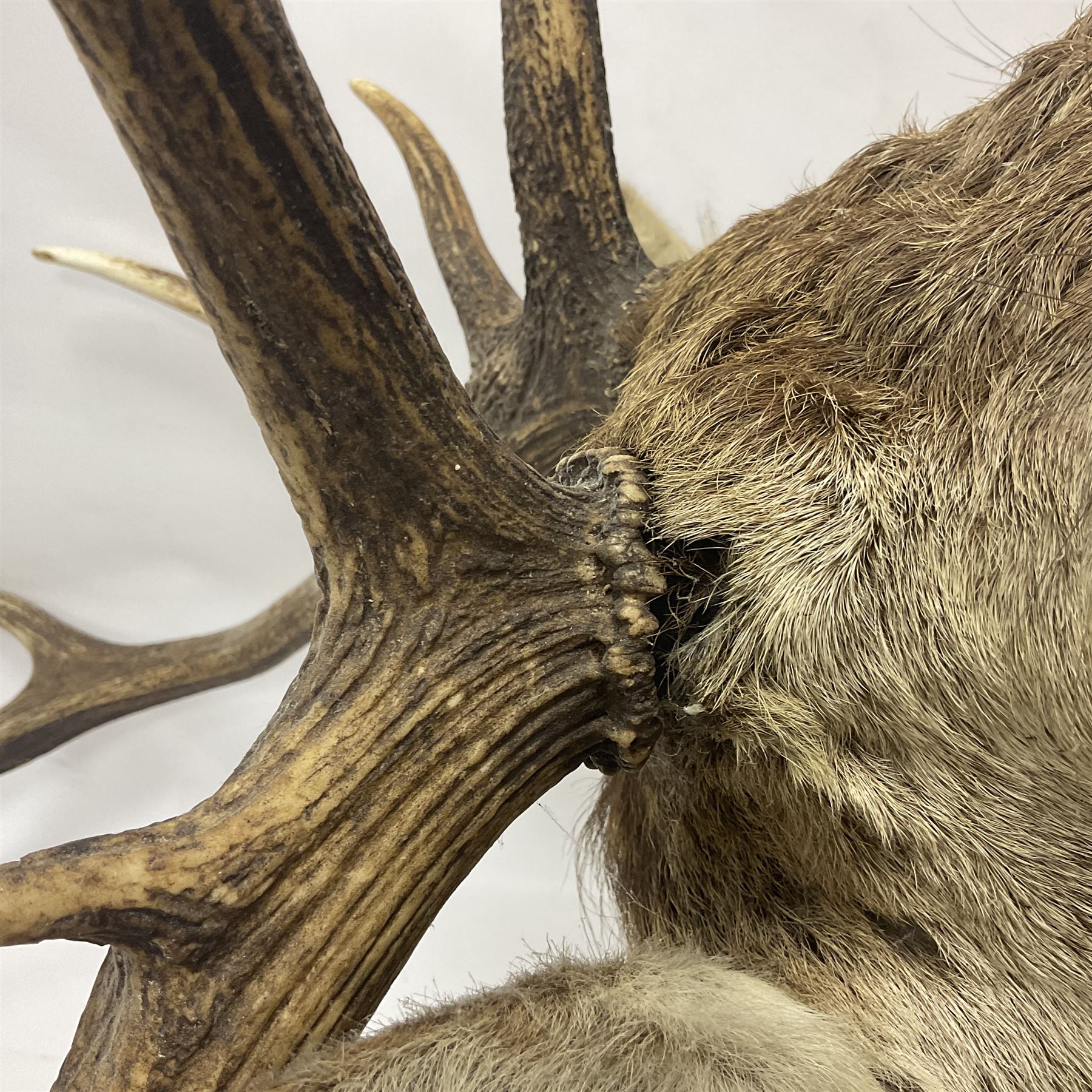 Taxidermy: Red Deer (Cervus elaphus), adult male imperial stag shoulder mount looking straight ahead, eleven point antlers, mounted upon a shaped wooden shield, D65cm