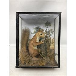 Taxidermy: cased Red Squirrels (Sciurus vulgaris), full adult mount in a naturalistic setting, encased within an ebonised three pane display case, together with a Stoat (Mustela erminea), full adult mount upon a branch and a European Mink (Mustela lutreola), full adult mount upon a brach, cased squirrel, H34cm, L27cm