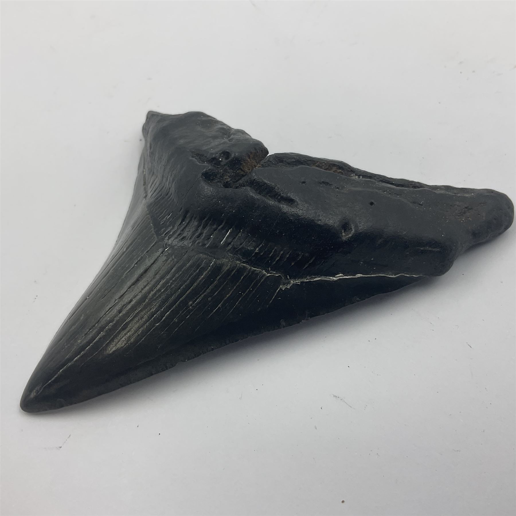 Black Megalodon (Otodus Megalodon) tooth fossil, age; Miocene period, H7cm, W9cm