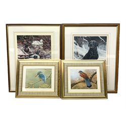 After Robert E Fuller (British 1972-): 'Kingfisher on Willow' and Falcon, pair colour prints together with signed print of ducks after David Binns and signed print of black labrador after John Trickett max 33cm x 25cm (4)