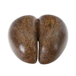 Coco De Mer (Lodoicea Maldivica) with license label, 1960/1970, Lodoicea, commonly known as the sea coconut, coco de mer, or double coconut, a seed of the palm family, from the islands of Praslin and Curieuse in the Seychelles