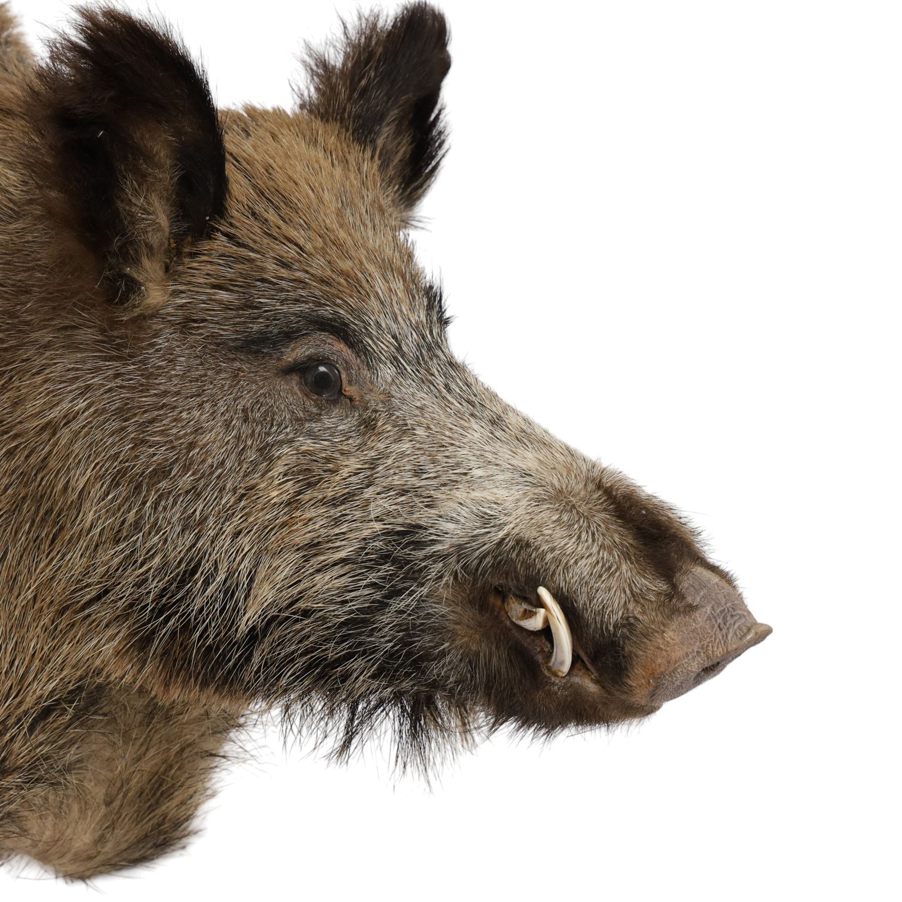 Taxidermy: A European Wild Boar (Sus scrofa), adult neck mount looking straight ahead, 50cm from wall