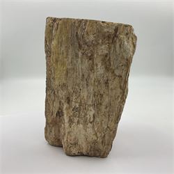 Petrified wood tree branch, sliced in cross-section and polished to one side to reveal an array of colours, with textured edge, H14cm, D9cm