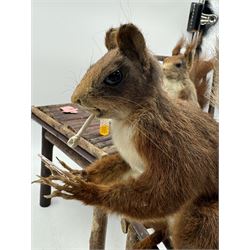 Anthropomorphic Taxidermy: Two red squirrels (Sciurus vulgaris), both seated upon a chair holding playing cards, one smoking a pipe 