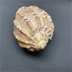 Conchology: selection of shells, including gold pearl oyster shell, mother of pearl turbo marmaratus shell, Cypraecassis Rufa red helmet shell, Mitre shell, Paua shell and others, largest D19cm