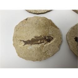 Four fossilised fish (Knightia alta) each in an individual matrix; age; Eocene period, location; Green River Formation, Wyoming, USA, largest matrix H8cm, L10cm
