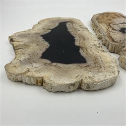 Pair of polished petrified wood slices, sliced in cross-section and polished to both sides, some growth rings still visible and a blackened centre, texture to edges, H17cm, L28cm