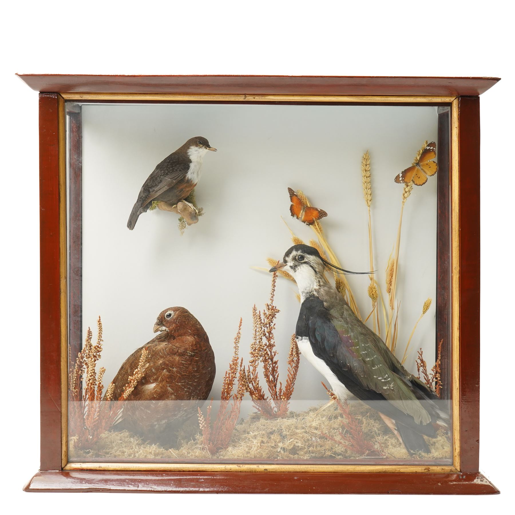 Taxidermy; cased bird diorama, comprising Red Grouse (Lagopus Lagopus Scotica), Northern Lapwing (Vanellus Vanellus) and a White Throated Dipper (Cinclus Cinclus), enclosed within display case, H50cm x W59cm