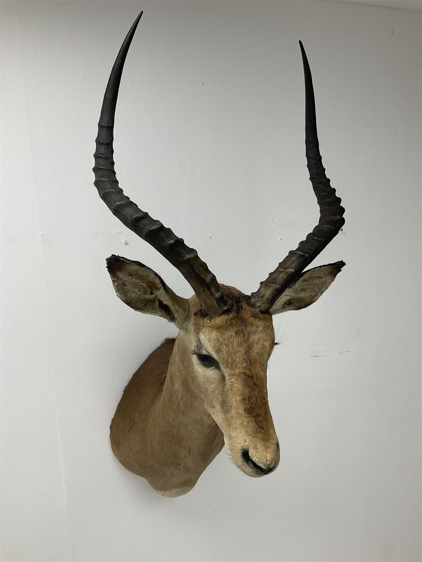 Taxidermy: Common Impala (Aepyceros melampus), adult male shoulder mount looking straight ahead, approximately H90cm