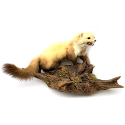 Taxidermy: Polecat (Mustela putorius), full mount on open display upon naturalistic wooden base detailed with moss, approximately overall L60cm