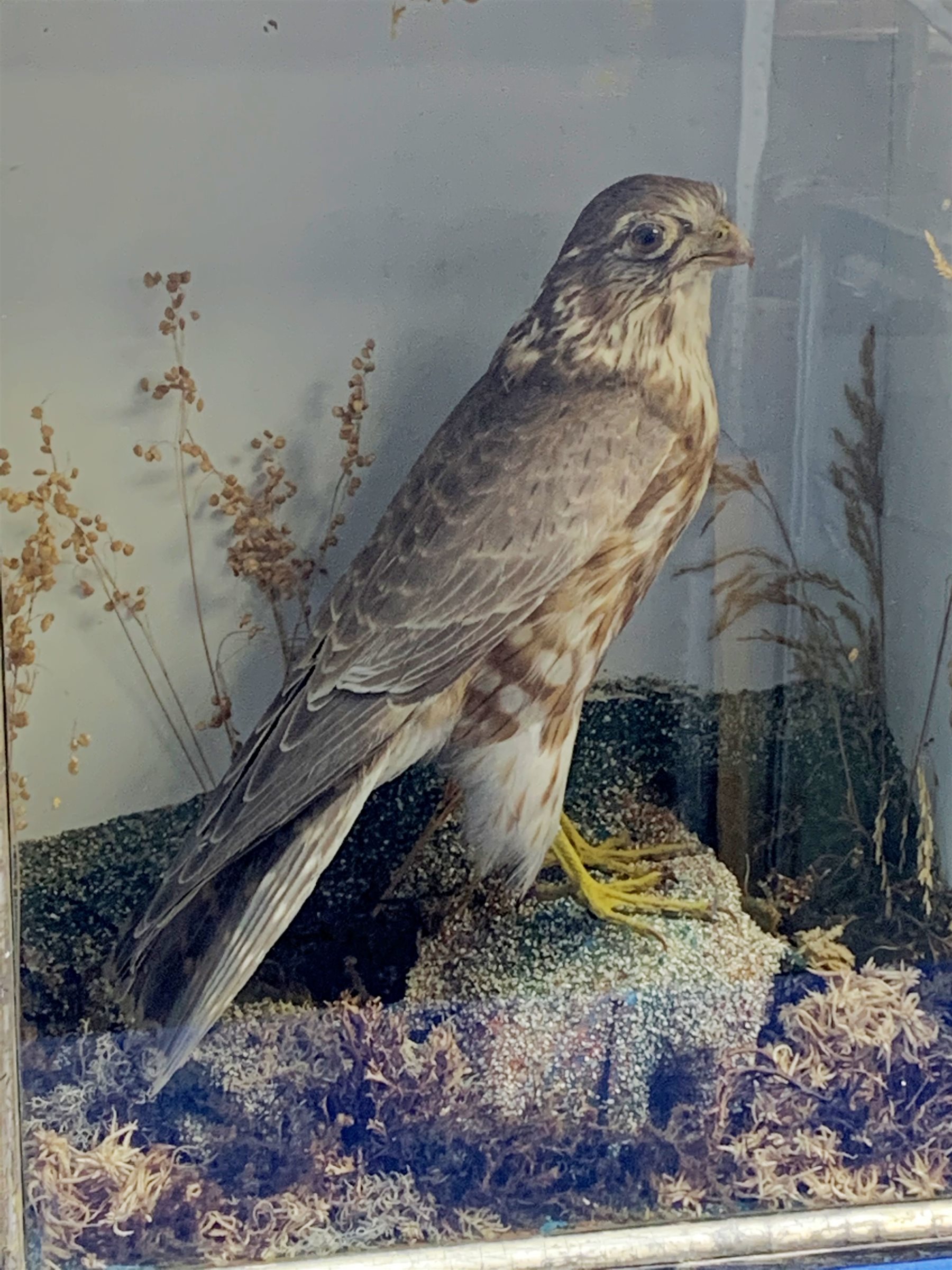 Taxidermy: A Victorian cased Merlin (Falco columbarius), in naturalistic setting with lichen, grasses and other fauna, set against a pale blue painted backdrop, encased within an ebonised single pane display case, traces of paper label verso, H35.5cm L29cm D14.5cm 