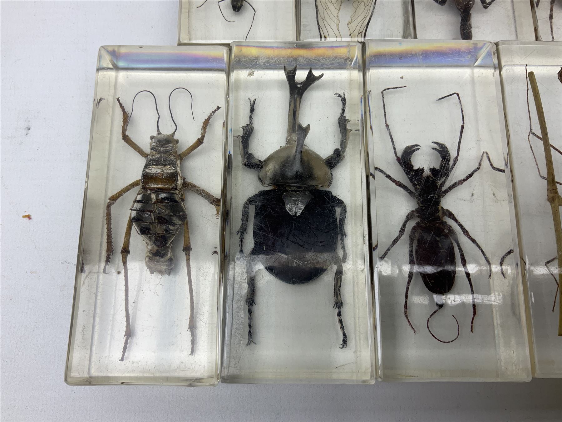 Entomology; collection of thirty nine insect specimens, each in an acrylic block, to include rhinoceros beetle, Ischiopsopha beetle, Praying mantis, scorpions etc 