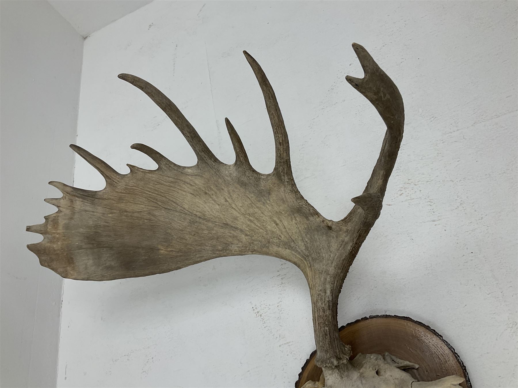 Antlers/Horns: North American Moose Antlers (Alces alces), adult bull moose antlers upon tree section plaque, overall approximately H95cm L135cm