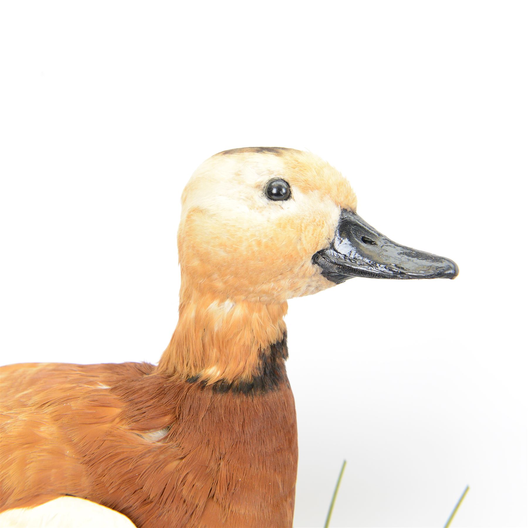 Taxidermy: Pair of Ruddy Shelducks (Tadorna ferruginea), a pair of full adult mounts, stood upon wooden logs with moss, H48cm, L80cm