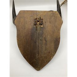 Taxidermy; Ring-necked Pheasant (Phasianus colchicus), adult female mount on open display, together with Pair of Hartebeest (Alcelaphus buselaphus) horns with upper skull, mounter upon a wooden shield, pheasant H40cm 