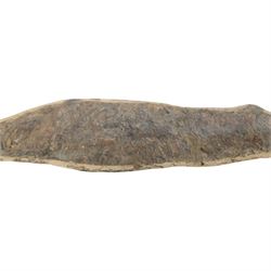 Fossilised fish specimen, Lepidotus Sp (Amazonian River Pike), age; Jarassic Period, location; Brazil, L83cm, H18cm 