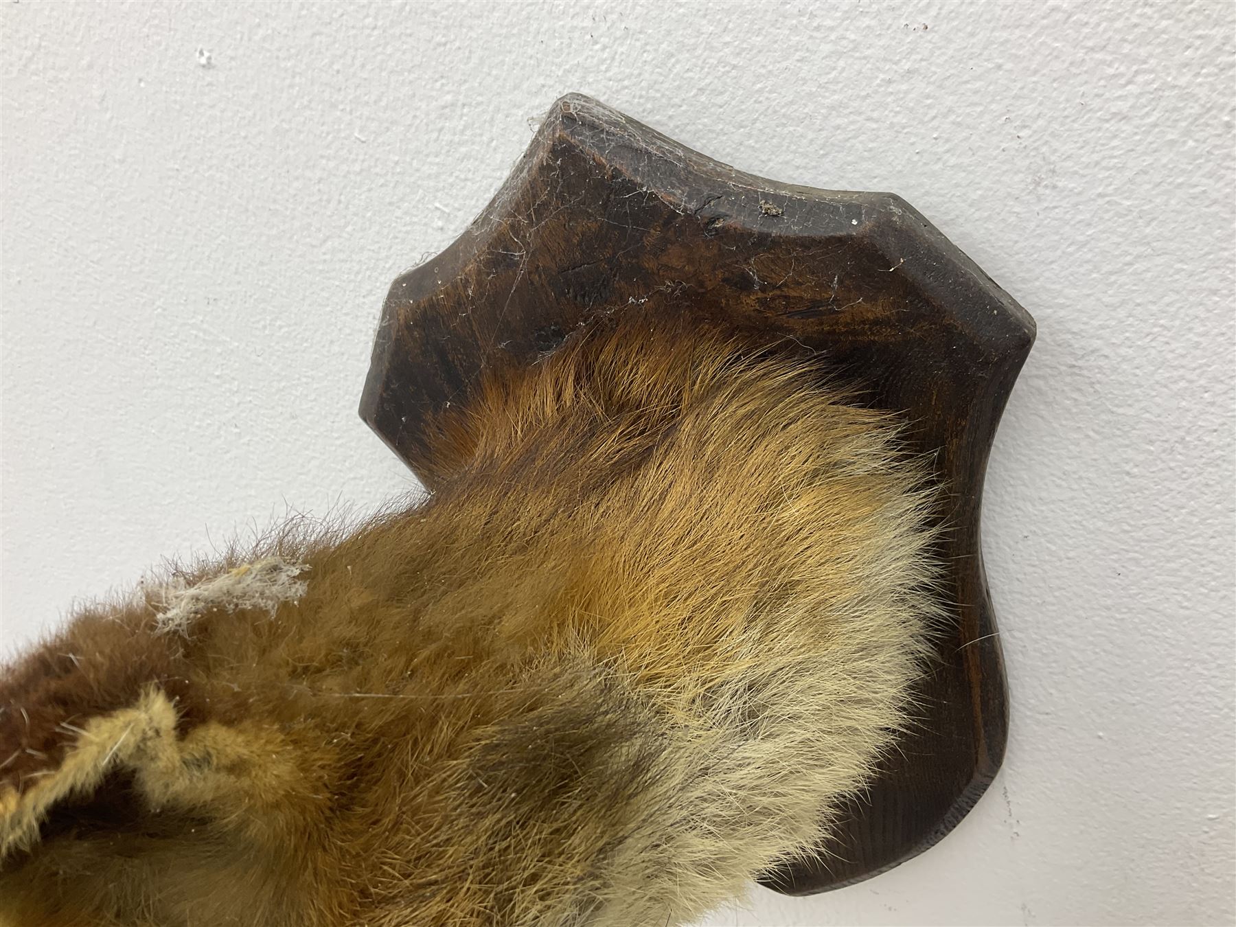 Taxidermy; Red fox mask (Vulpes vulpes), an adult head mount looking straight ahead, with mouth open bearing teeth, mounted upon a oak shield, H30cm 