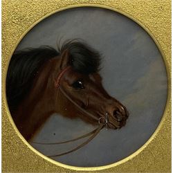 English School (19th century): Horse's Head, circular oil on board/panel unsigned 16cm
