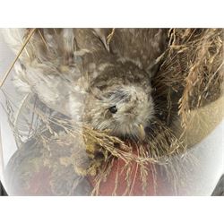 Taxidermy; large Victorian domed taxidermy diorama study of birds, with seventeen specimens including Ring Necked Parakeet, Blue Winged Warbler and Blackbird, the glass dome upon an ebonised wooden base, H77cm, W44cm