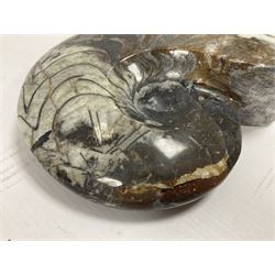 Large polished goniatite, age Devonian period, location Morocco, H16cm, L22cm