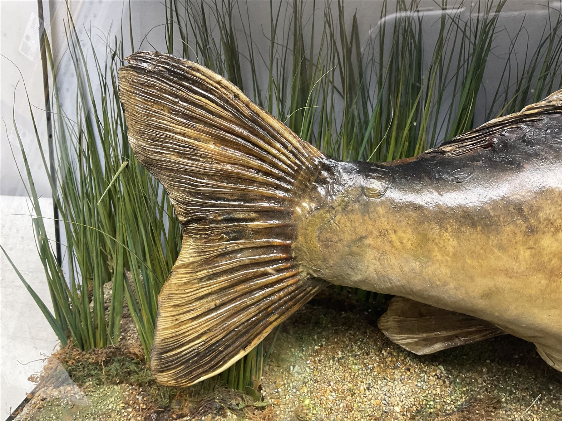 Taxidermy; Cased Mirror Carp (Cyprinus carpio carpio) a large preserved skin mount 
in a naturalistic setting set against blue painted back drop, enclosed within a glass bow fronted case, the interior bearing a label 'Carp Redmire Lake 12 lb 4 oz Oct 67' H42 cm W87 cm D27 cm