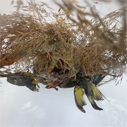 Taxidermy; Victorian bird diorama, containing several birds to include, Scarlet Finch (Carpodacus sipahi), Blue Bacnis (Dacnis cayana), Golden Fronted Whitestart (Golden Fronted Whitestart),  perched on branches, on an oval ebonised base, within a glass dome, H40, W35cm